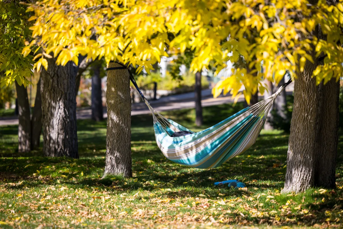 Hammock hanging between two tress in the fall